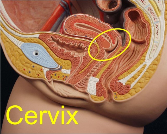 Finding The Cervix