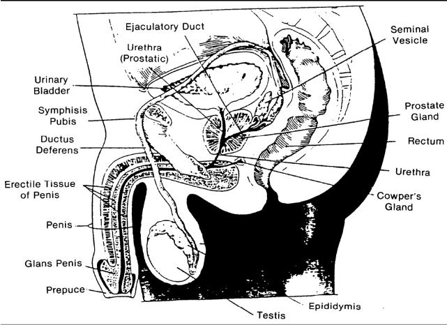 Reproductive Anatomy And Physiology  The Male Reproductive
