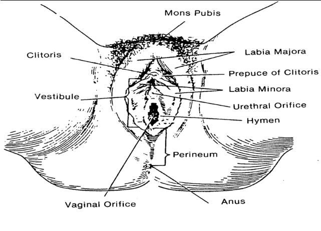 Reproductive Anatomy And Physiology  External Female Genitalia