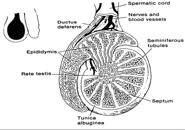 Reproductive Anatomy and Physiology: The Male Reproductive System