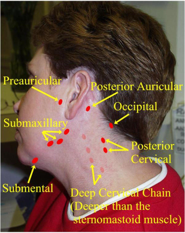 lymph behind ear