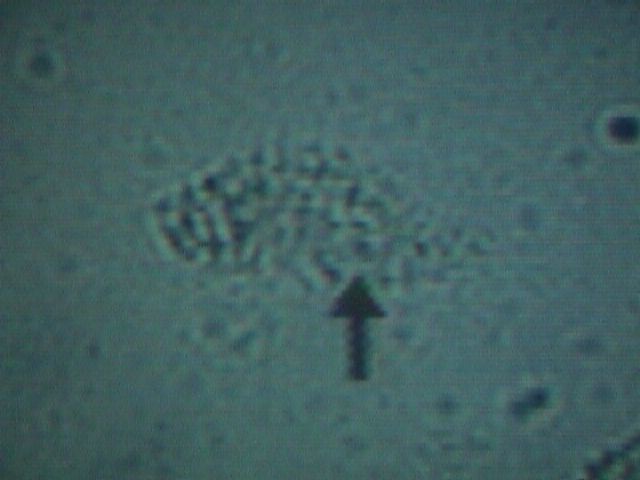 Clue Cell