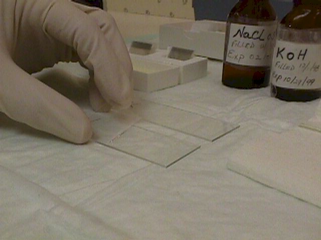 Place glass coverslips over the glass slides. Remove any excess fluid with tissue paper.