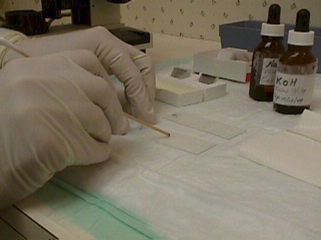 Place a small amount of discharge on the glass slide