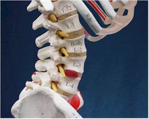 Lumbar spine