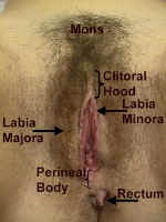 Anatomy.jpg (84434 bytes)