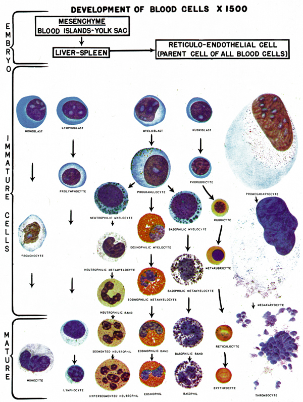 White Blood Cell Differential Count White Blood Cell Differential Count