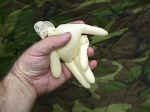 Milk_small.jpg (3006 bytes)