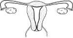 PelvicOrgans.jpg (18777 bytes)