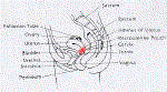 Cervix1.gif (31663 bytes)