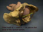 Zero Station in the pelvis