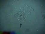 Clue1.jpg (44046 bytes)