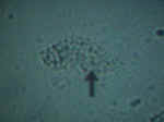 Clue.jpg (40812 bytes)
