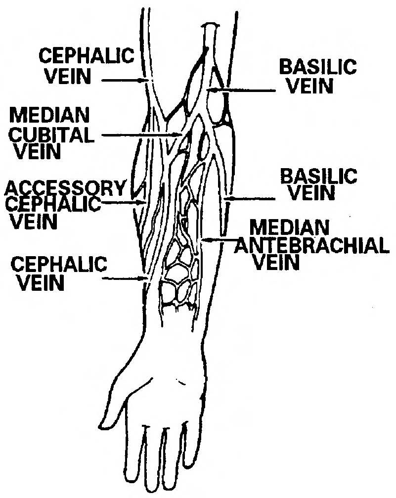 2-3-procedure-for-obtaining-a-blood-specimen-intravenous-infusions