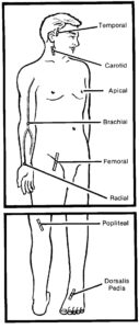 Arterial pulse sites.