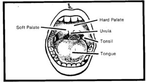 Oral cavity with labels