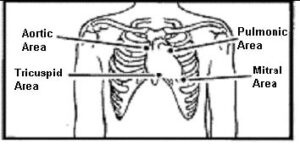 Areas to auscultate for heart sounds.