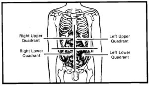 Abdominal regions.